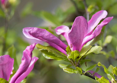 magnolia flower on tree