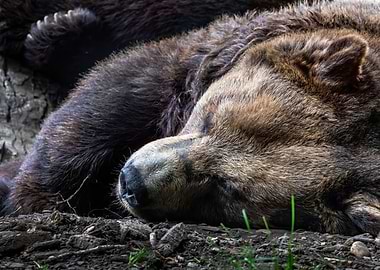 Canada Grizzly Bear