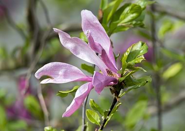 magnolia flower on tree