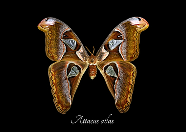 Atlas moth butterfly