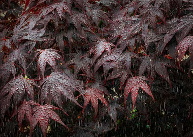 Rain on Acer leaves