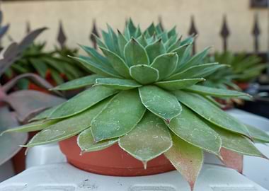 succulent plant in bloom