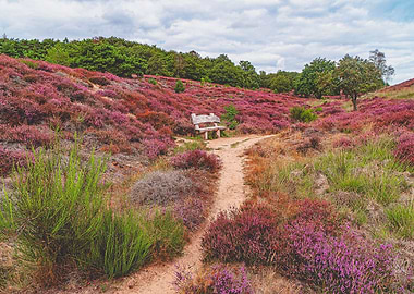 Mookerheide landscape