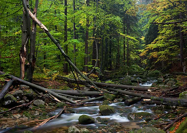 Stream With Fallen Trees