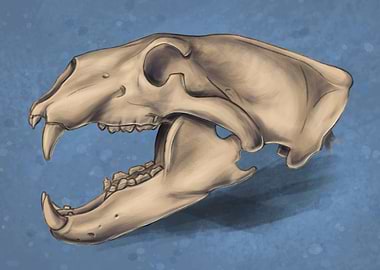 Polar bear skull side view