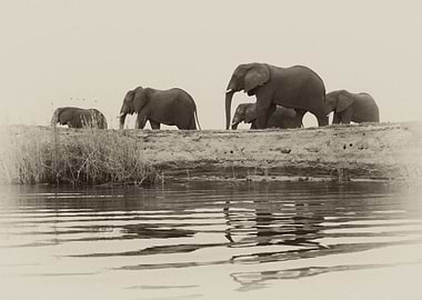 Elephants by the River