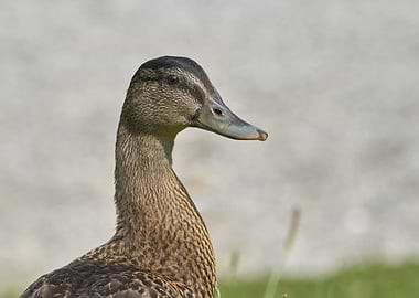 duck on meadow