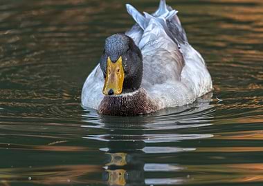 duck swim on lake
