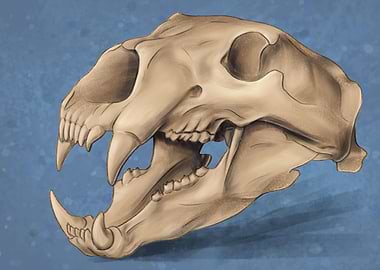 Polar bear skull