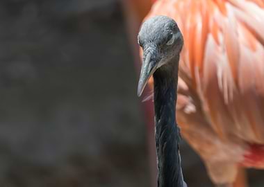 sacred ibis in the farm