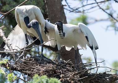 sacred ibis in the farm