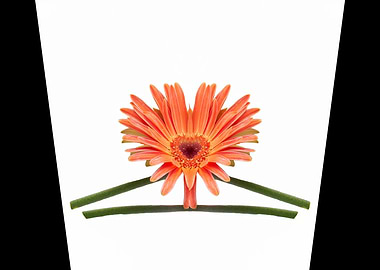gerbera daisy in bloom