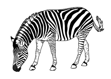 Zebra