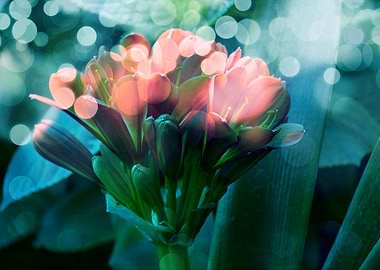 clivia in bloom in the gar