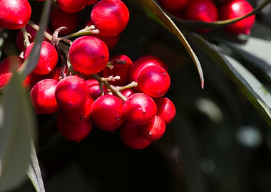 red berries in the garden