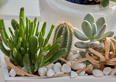 succulent plant