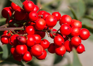 red berries in the garden