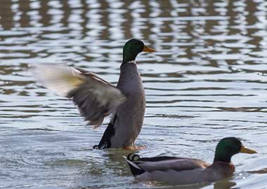ducks swimming in the lake