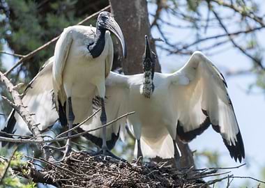 sacred ibis in the farm