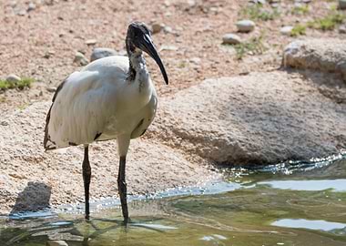 sacred ibis in the farm