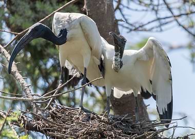 sacred ibis in the farm