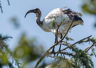 sacred ibis in the farm