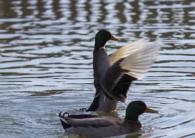 ducks swimming in the lake