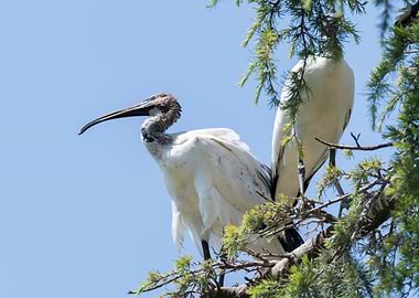 sacred ibis in the farm