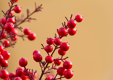 red berries in the garden