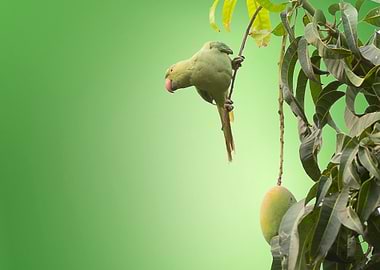 bird mangga green tree