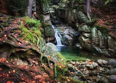 Wonders Of The Forest