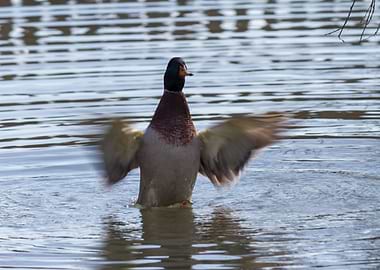 ducks swimming in the lake