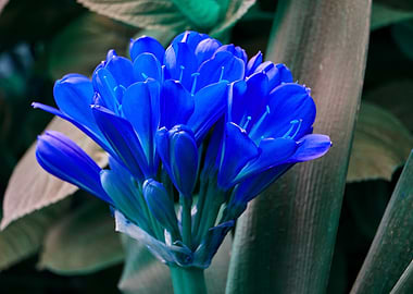clivia in bloom in the gar