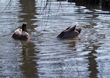 ducks swimming in the lake