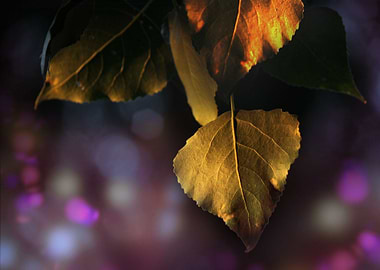 Dressed in evening gown