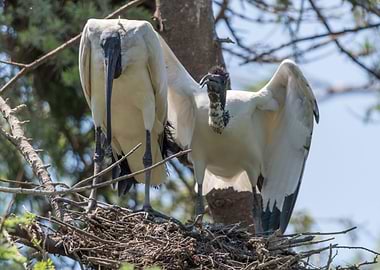 sacred ibis in the farm