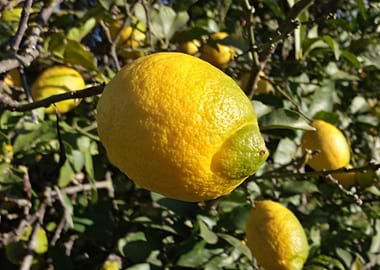 Lemon on the tree
