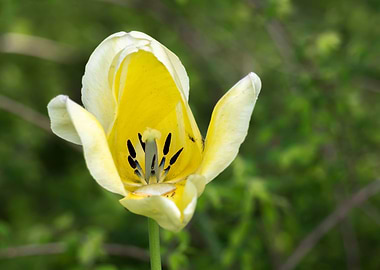 tulip in the garden