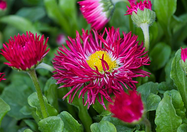 bellis perennis daisy
