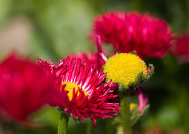 bellis perennis daisy