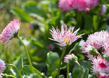 bellis perennis daisy