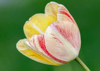 tulip in the garden