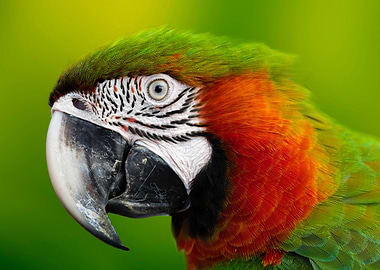 Macaw Beauty