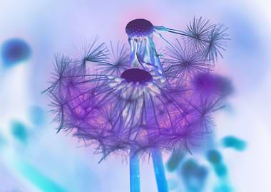 Purple and blue dandelion
