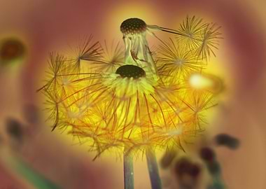 Dandelion neww life