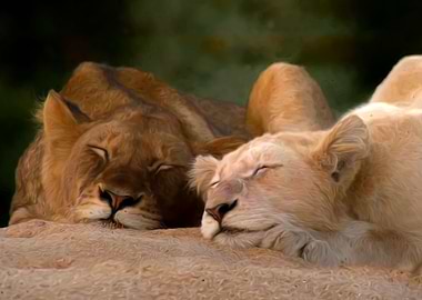Sleeping lions
