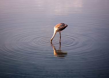 orange flamingo eat water