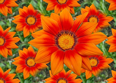 garzania flower in bloom