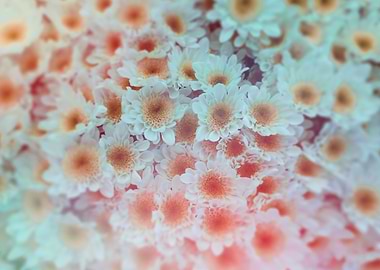 abstract daisy in bloom