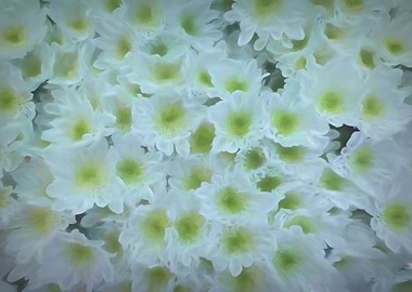 abstract daisy in bloom